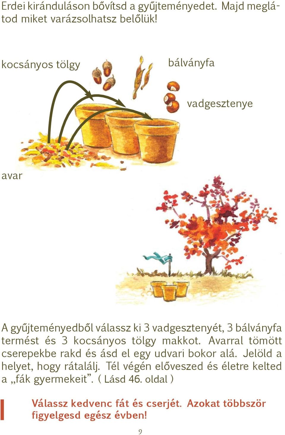 kocsányos tölgy makkot. Avarral tömött cserepekbe rakd és ásd el egy udvari bokor alá. Jelöld a helyet, hogy rátalálj.