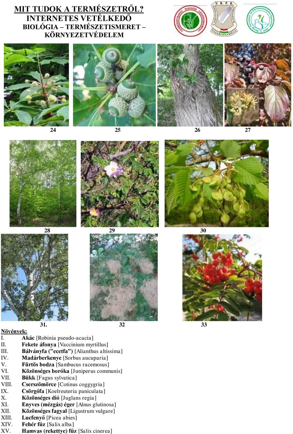 Közönséges boróka [Juniperus communis] VII. Bükk [Fagus sylvatica] VIII. Cserszömörce [Cotinus coggygria] IX. Csörgőfa [Koelreuteria paniculata] X.