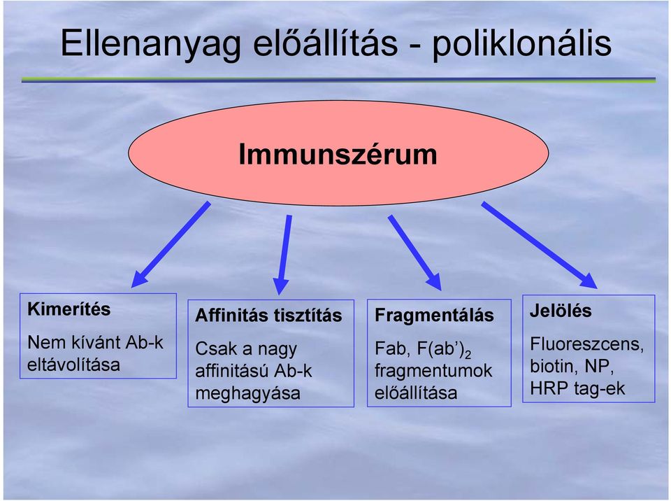 affinitású Ab-k meghagyása Fragmentálás Fab, F(ab ) 2