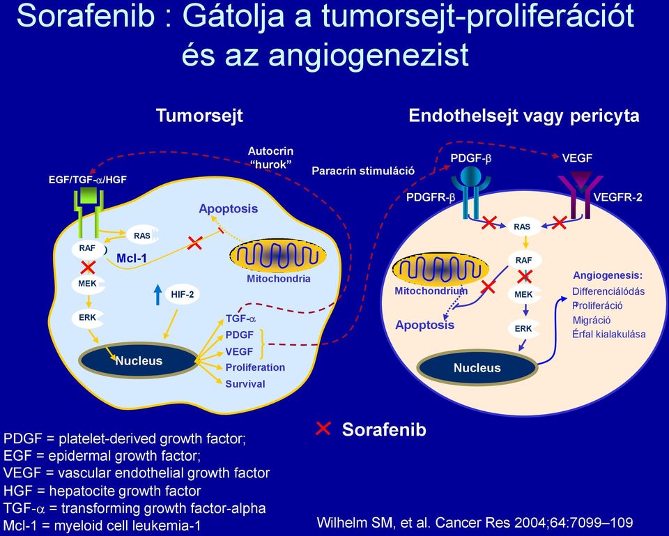 Migráció Érfal kialakulása Nucleus VEGF Proliferation Survival Nucleus PDGF = platelet-derived growth factor; EGF = epidermal growth factor; VEGF = vascular