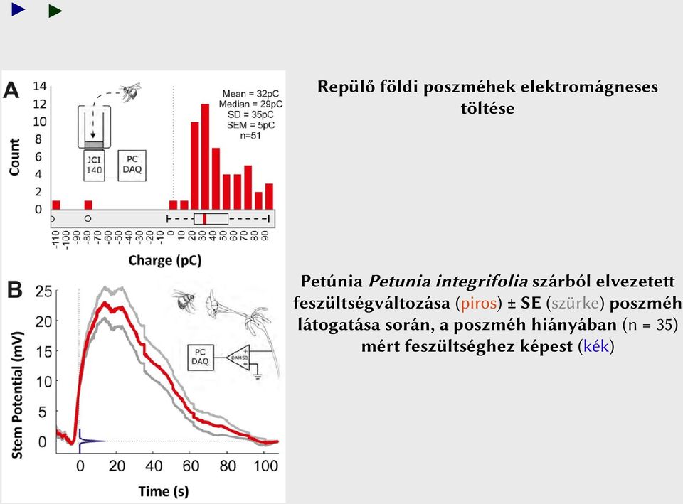 feszültségváltozása (piros) ± SE (szürke) poszméh