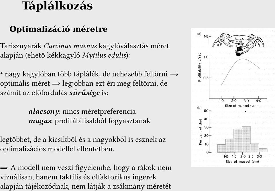 méretpreferencia magas: profitábilisabból fogyasztanak legtöbbet, de a kicsikből és a nagyokból is esznek az optimalizációs modellel