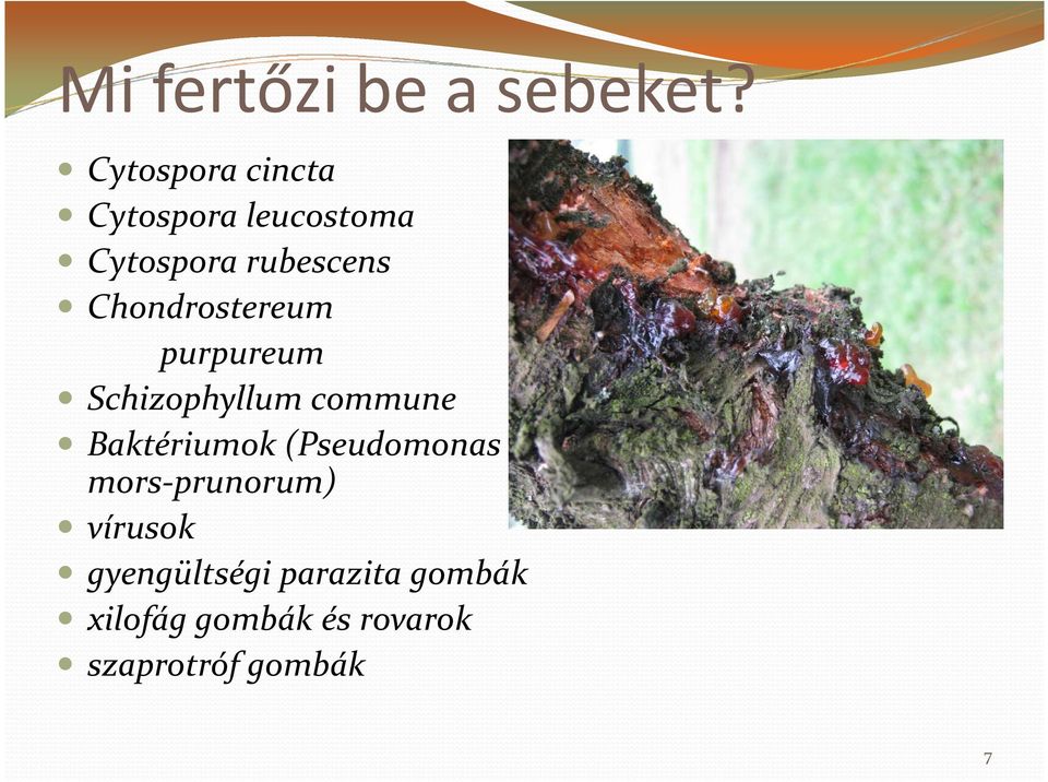 Chondrostereum purpureum Schizophyllum commune Baktériumok