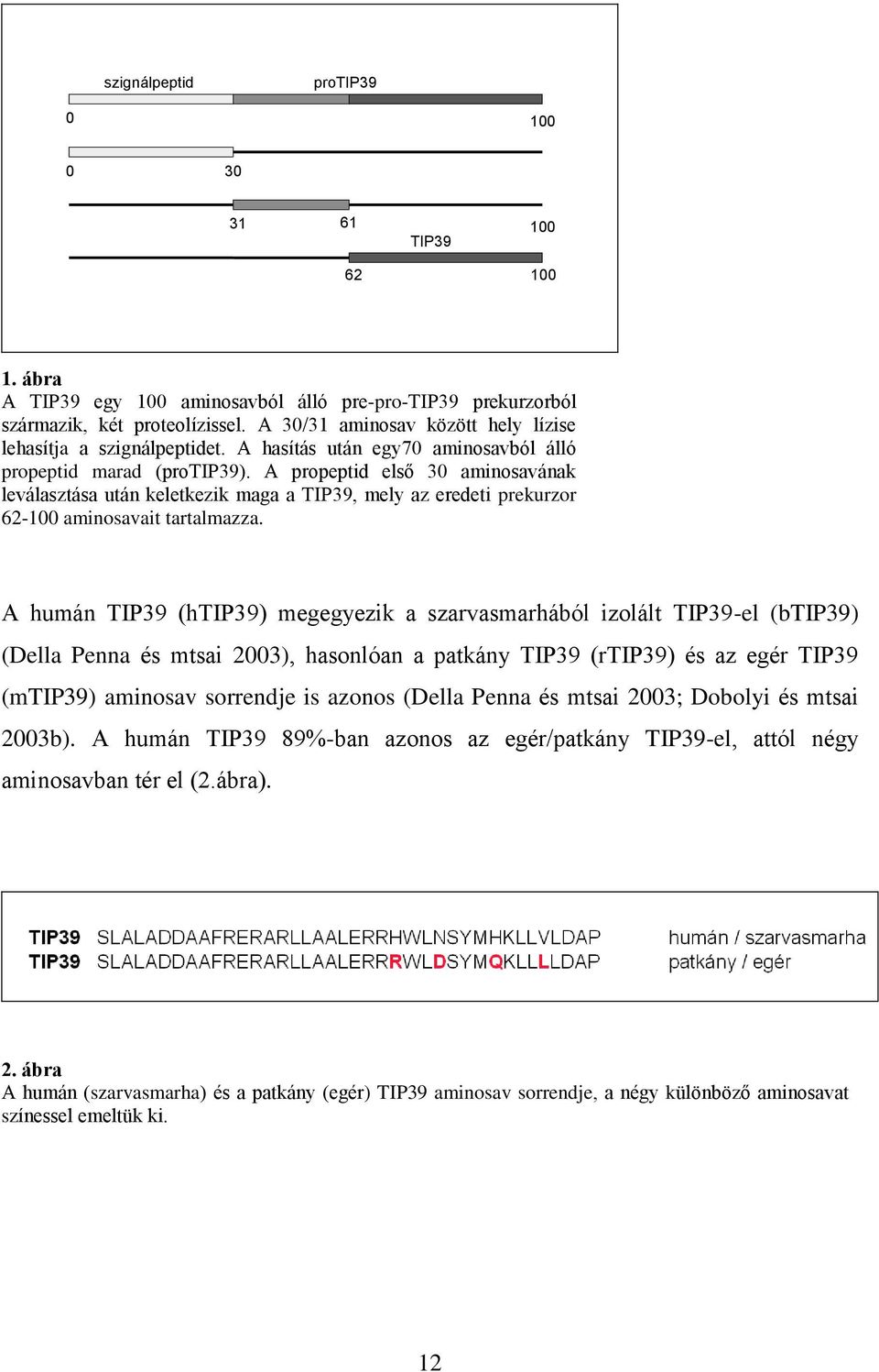 A propeptid első 30 aminosavának leválasztása után keletkezik maga a TIP39, mely az eredeti prekurzor 62-100 aminosavait tartalmazza.