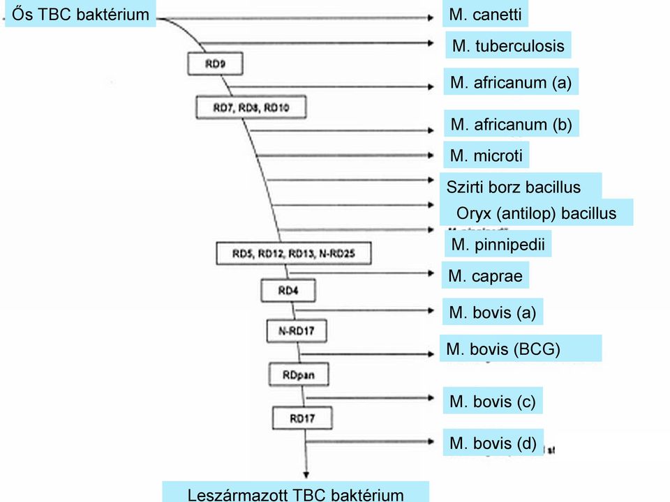 microti Szirti borz bacillus Oryx (antilop) bacillus M.