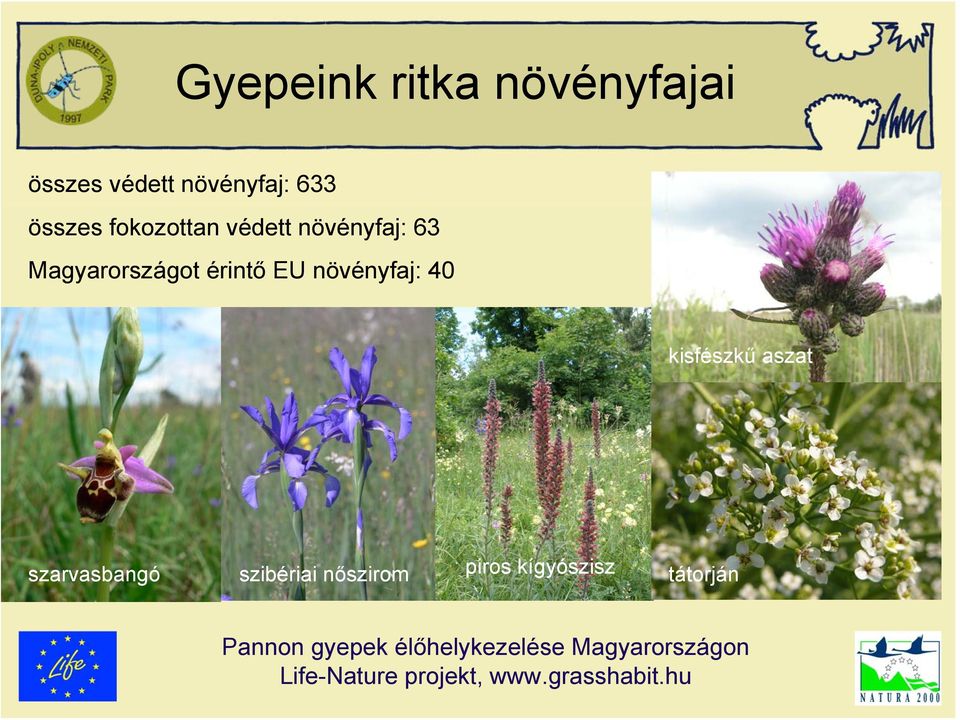 Magyarországot érintő EU növényfaj: 40 kisfészkű