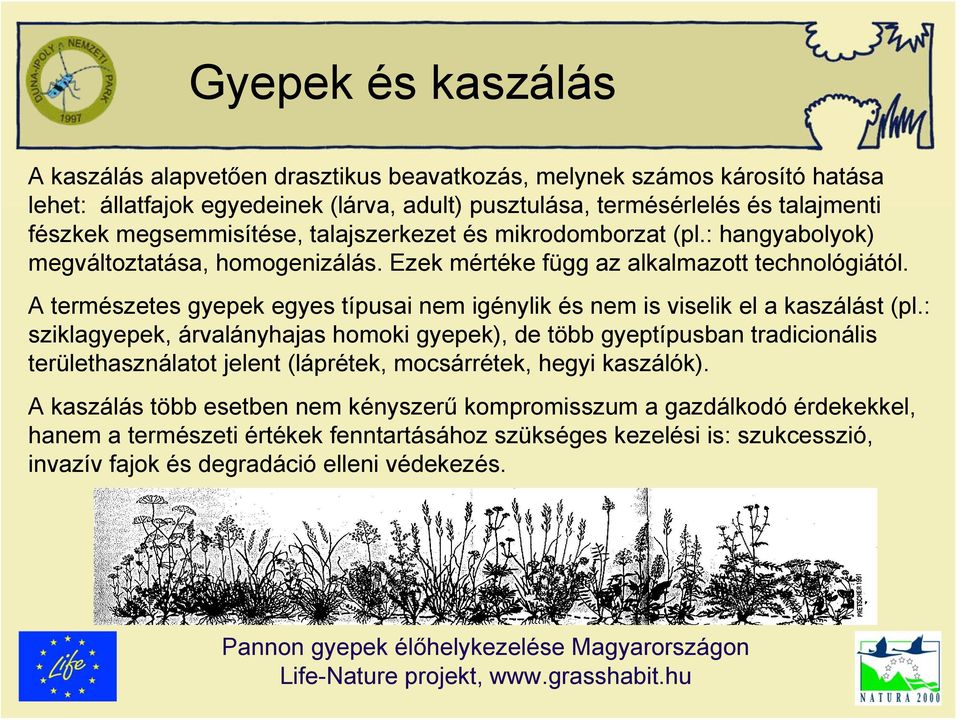 A természetes gyepek egyes típusai nem igénylik és nem is viselik el a kaszálást (pl.