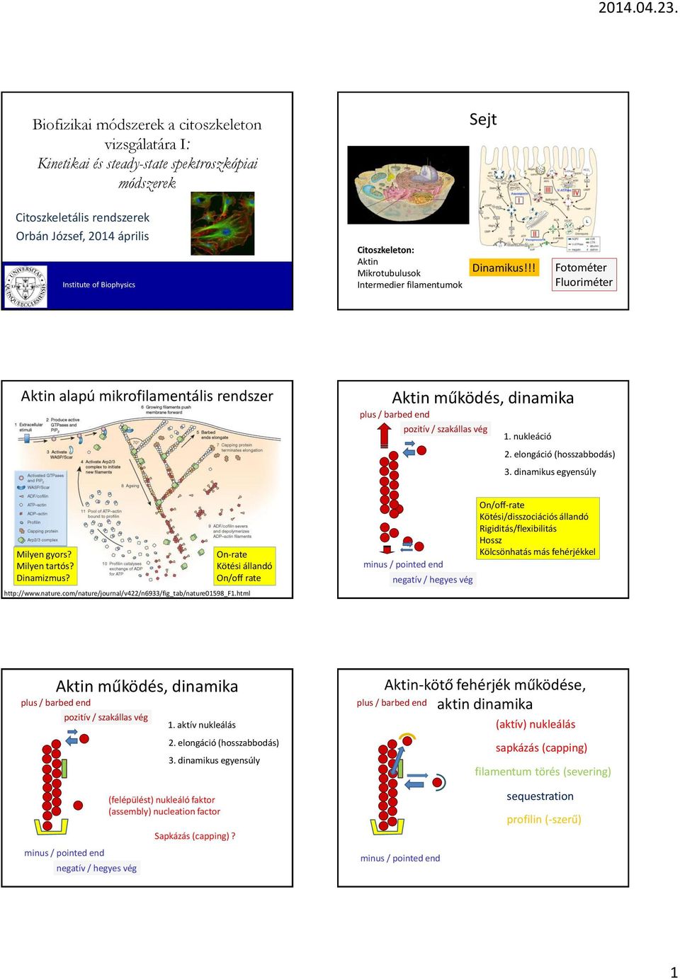 elongáció (hosszabbodás) 3. dinamikus egyensúly Milyen gyors? Milyen tartós? inamizmus? On-rate Kötési állandó On/off rate http://www.nature.com/nature/journal/v422/n6933/fig_tab/nature01598_f1.