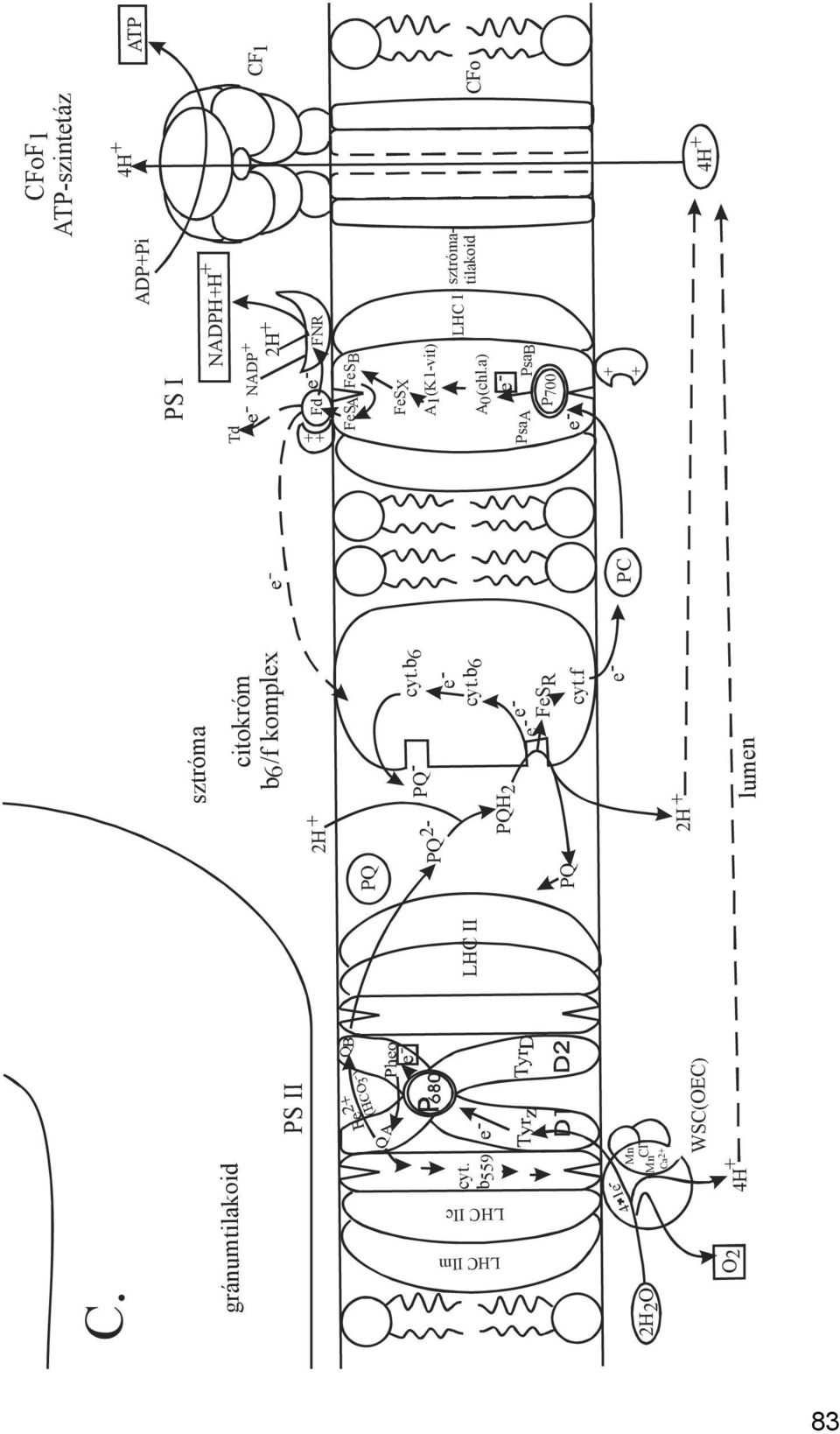 f PC Td + PS I A1(K1-vit) LHC I sztrómatilakoid ATP lumen A 0 (chl.