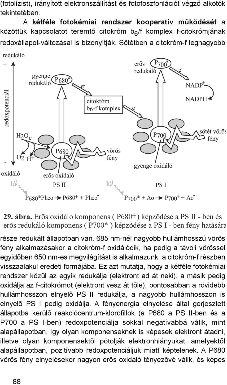 Sötétben a citokróm-f legnagyobb + - P680*Pheo P680+ + Pheo - P700* + Ao P700 + + Ao - 29. ábra.