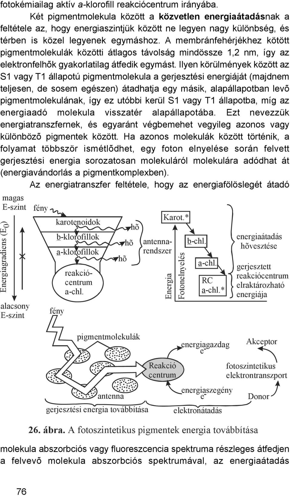 A membránfehérjékhez kötött pigmentmolekulák közötti átlagos távolság mindössze 1,2 nm, így az elektronfelhõk gyakorlatilag átfedik egymást.