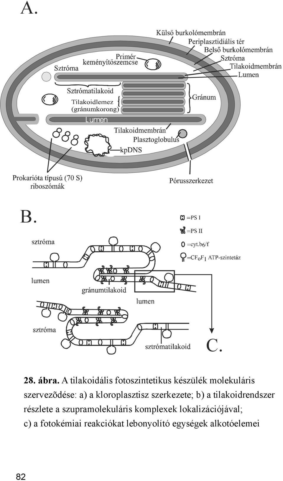szervezõdése: a) a kloroplasztisz szerkezete; b) a