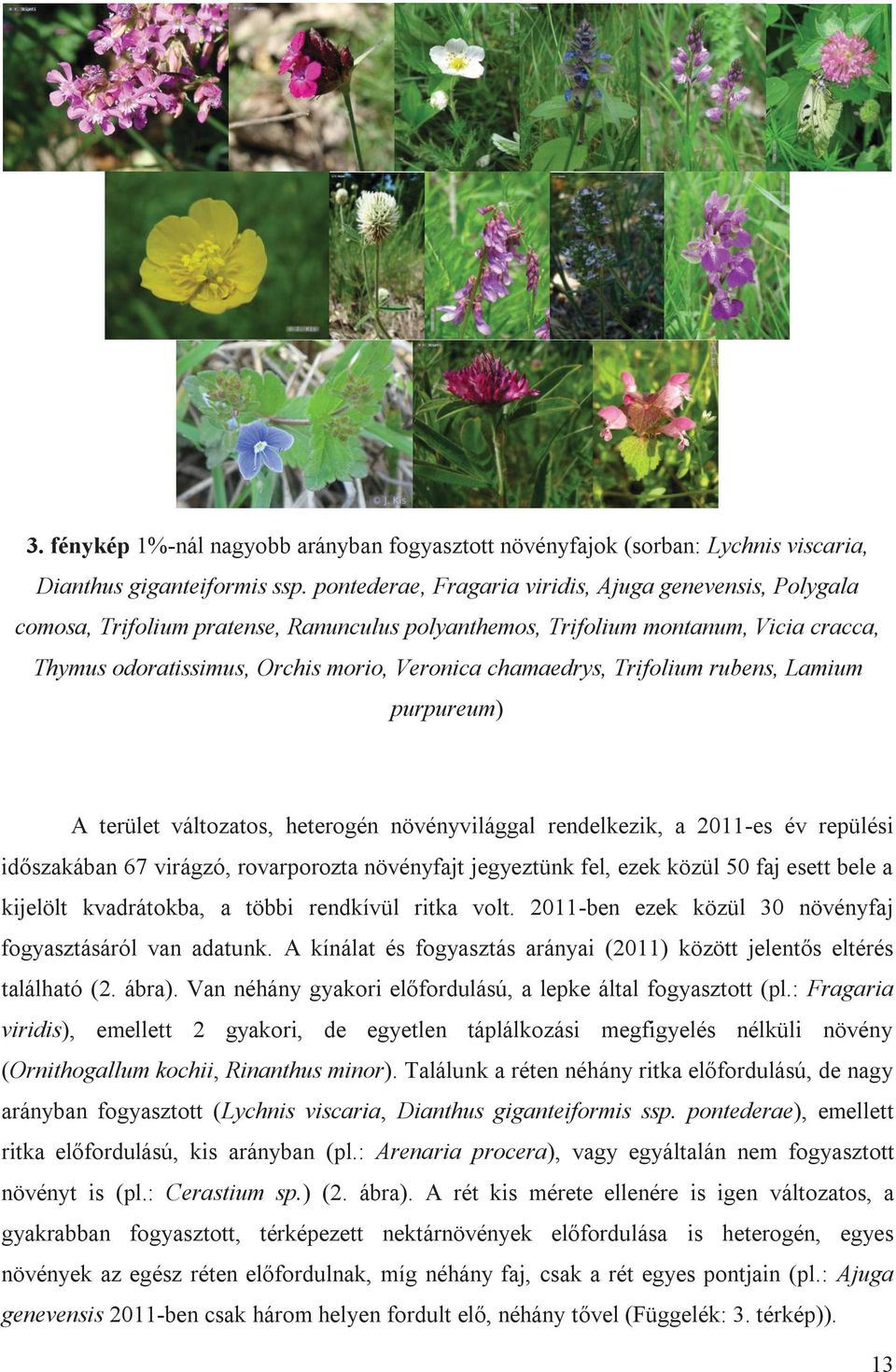 chamaedrys, Trifolium rubens, Lamium purpureum) A terület változatos, heterogén növényvilággal rendelkezik, a 2011-es év repülési időszakában 67 virágzó, rovarporozta növényfajt jegyeztünk fel, ezek