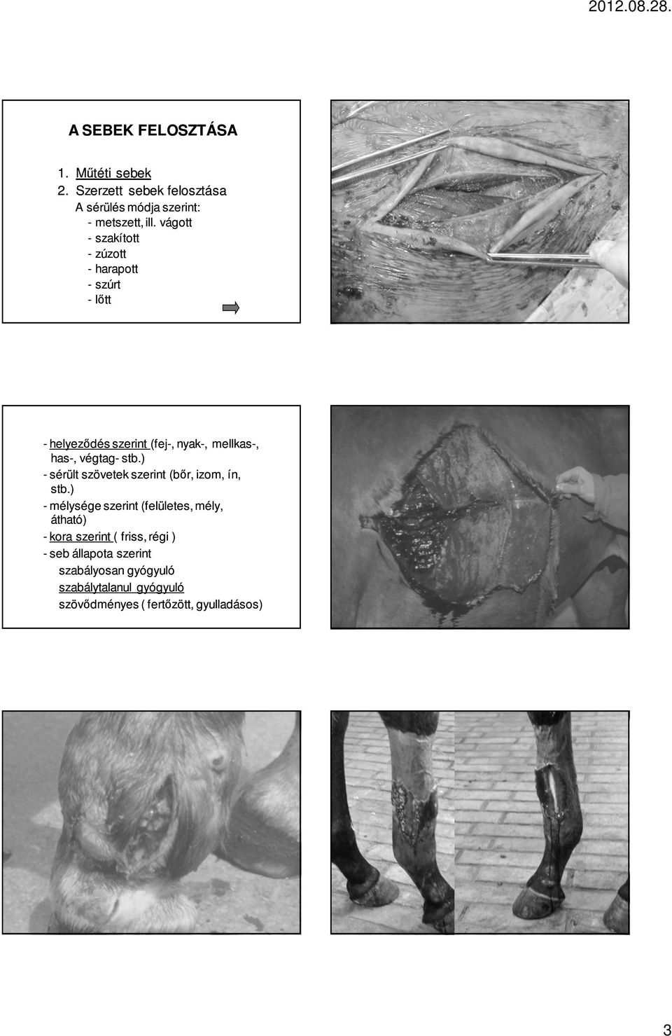 stb.) - sérült szövetek szerint (bőr, izom, ín, stb.