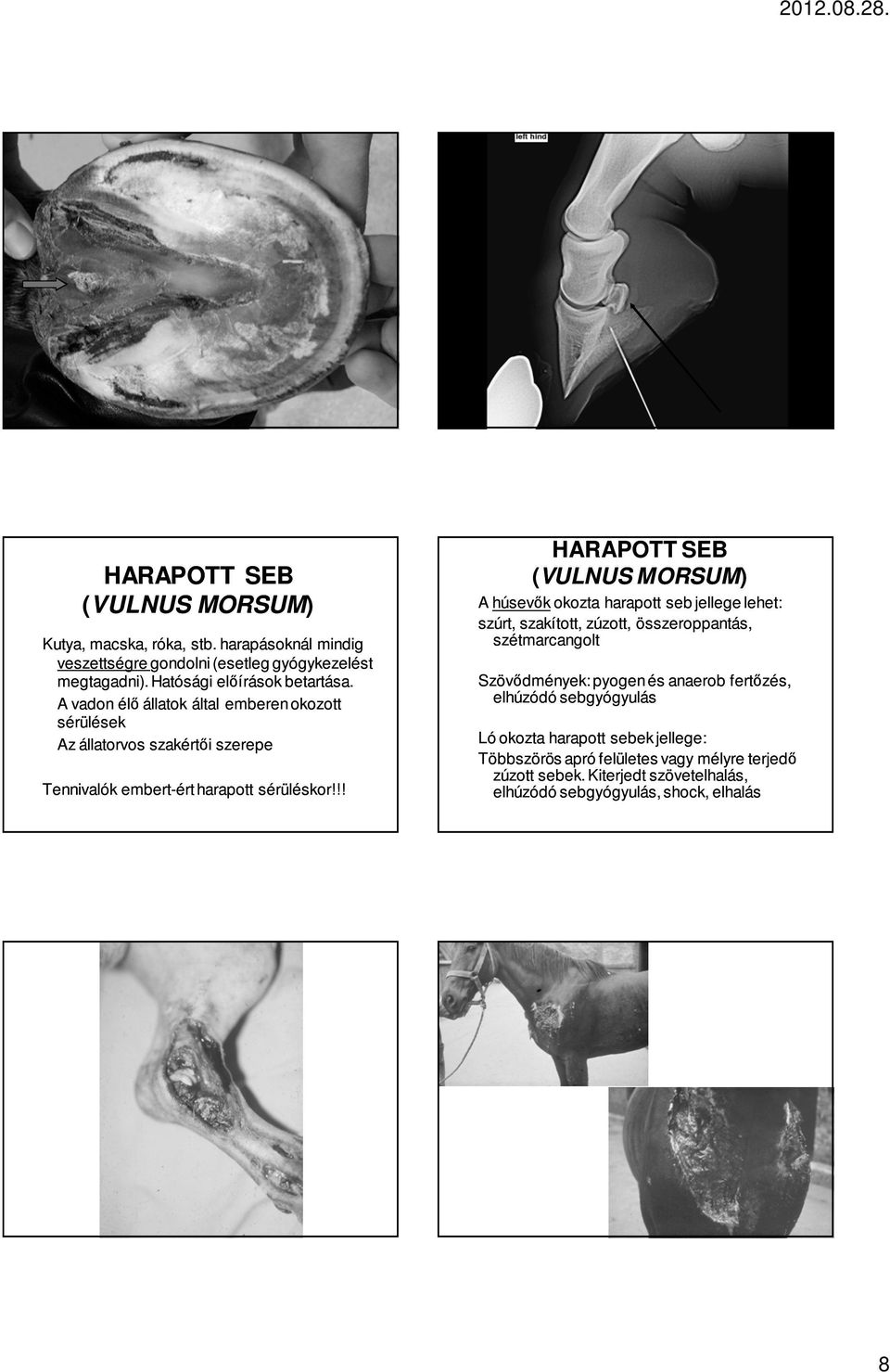 !! HARAPOTT SEB (VULNUS MORSUM) A húsevők okozta harapott seb jellege lehet: szúrt, szakított, zúzott, összeroppantás, szétmarcangolt Szövődmények: pyogen és