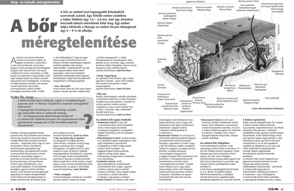 méregtelenítése Stratum granulosum (Szemcsés réteg) Stratum spinosum (Sokszögletű sejtek rétege) Stratum basale (Alapréteg) Papillae dermis (Irha szemölcsös rétege) Epidermis (felhám) Stratum lucidum