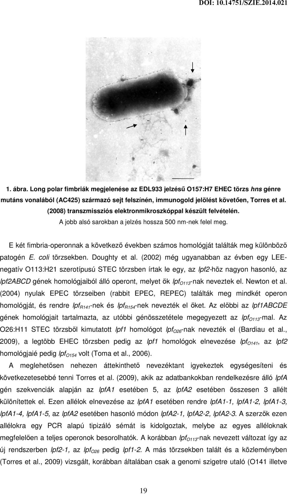 E két fimbria-operonnak a következő években számos homológját találták meg különböző patogén E. coli törzsekben. Doughty et al.