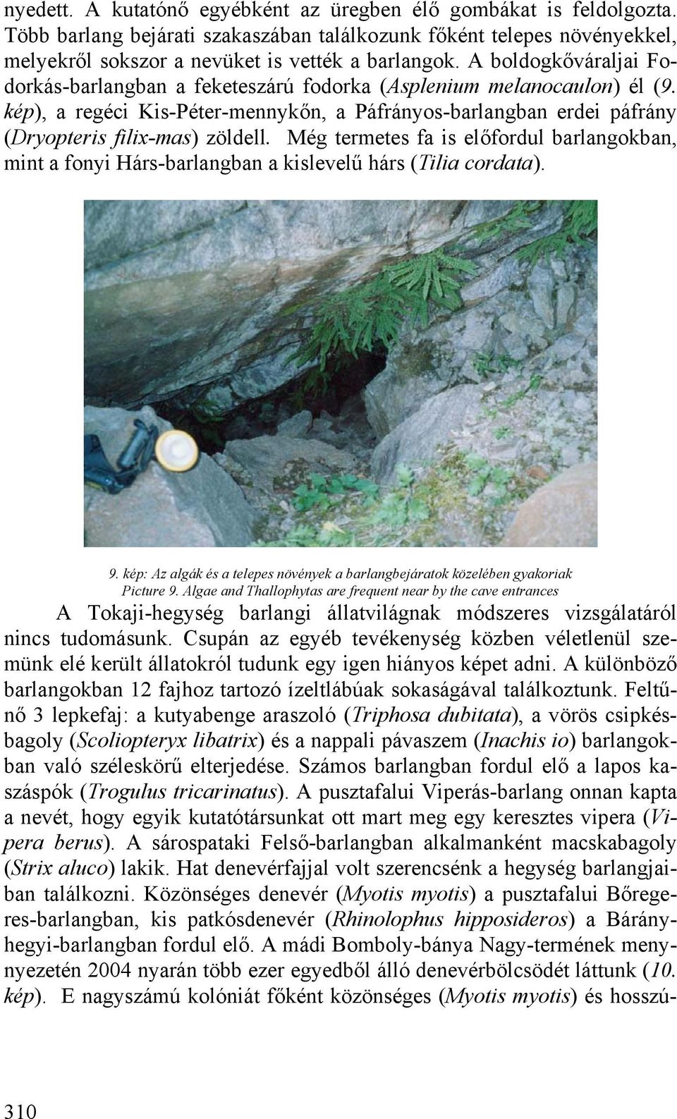 Még termetes fa is előfordul barlangokban, mint a fonyi Hárs-barlangban a kislevelű hárs (Tilia cordata). 9. kép: Az algák és a telepes növények a barlangbejáratok közelében gyakoriak Picture 9.