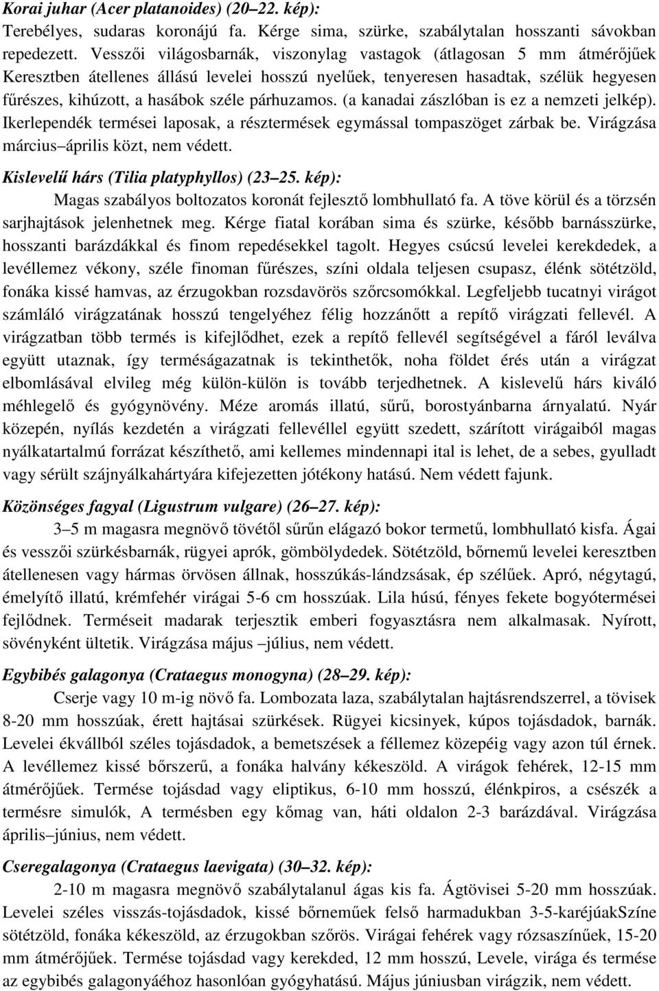 párhuzamos. (a kanadai zászlóban is ez a nemzeti jelkép). Ikerlependék termései laposak, a résztermések egymással tompaszöget zárbak be. Virágzása március április közt, nem védett.