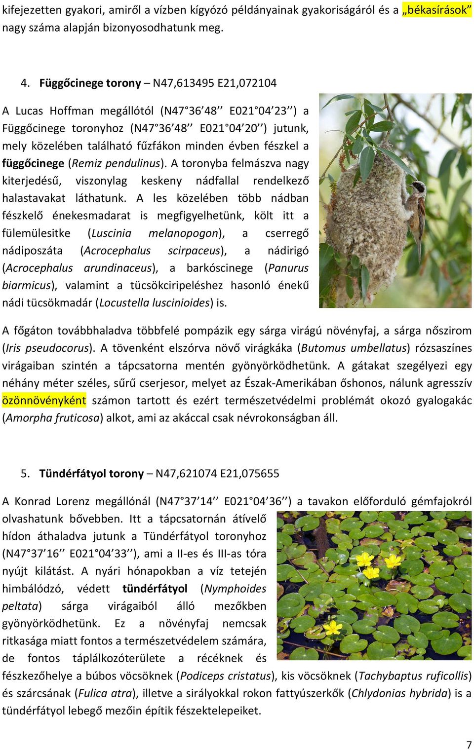 fészkel a függőcinege (Remiz pendulinus). A toronyba felmászva nagy kiterjedésű, viszonylag keskeny nádfallal rendelkező halastavakat láthatunk.