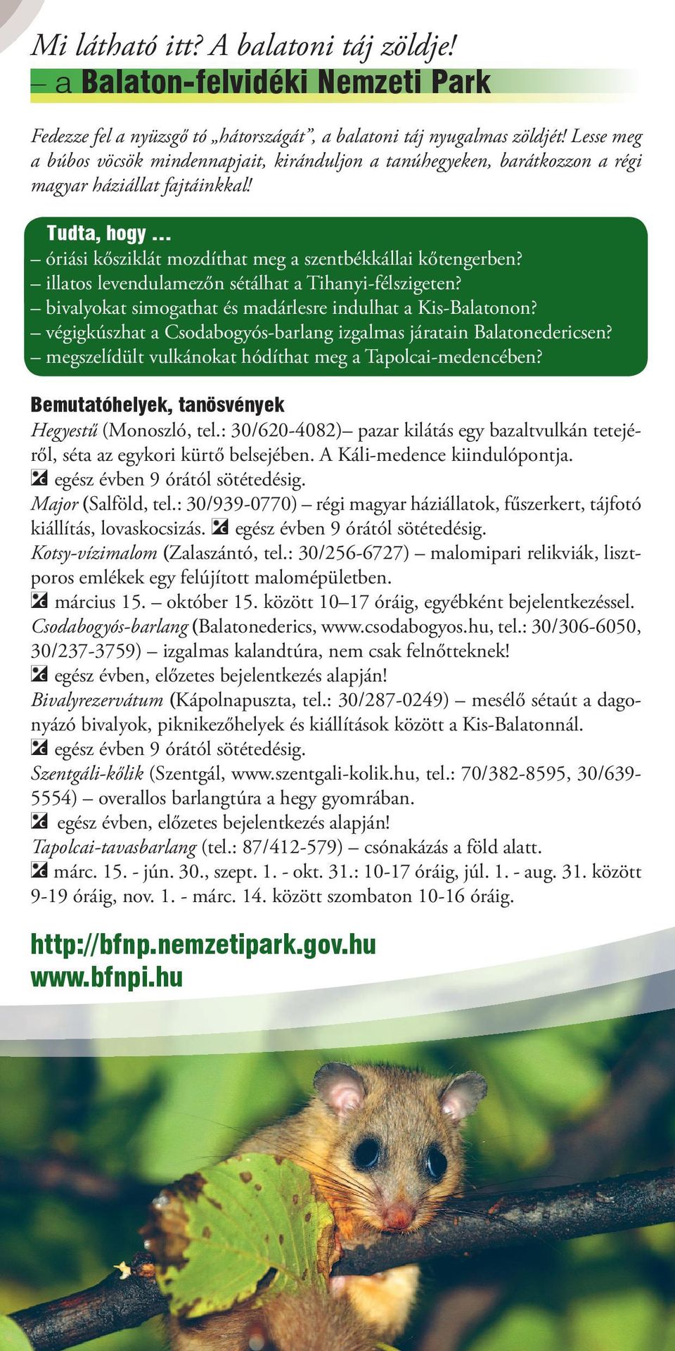 illatos levendulamezőn sétálhat a Tihanyi-félszigeten? bivalyokat simogathat és madárlesre indulhat a Kis-Balatonon? végigkúszhat a Csodabogyós-barlang izgalmas járatain Balatonedericsen?