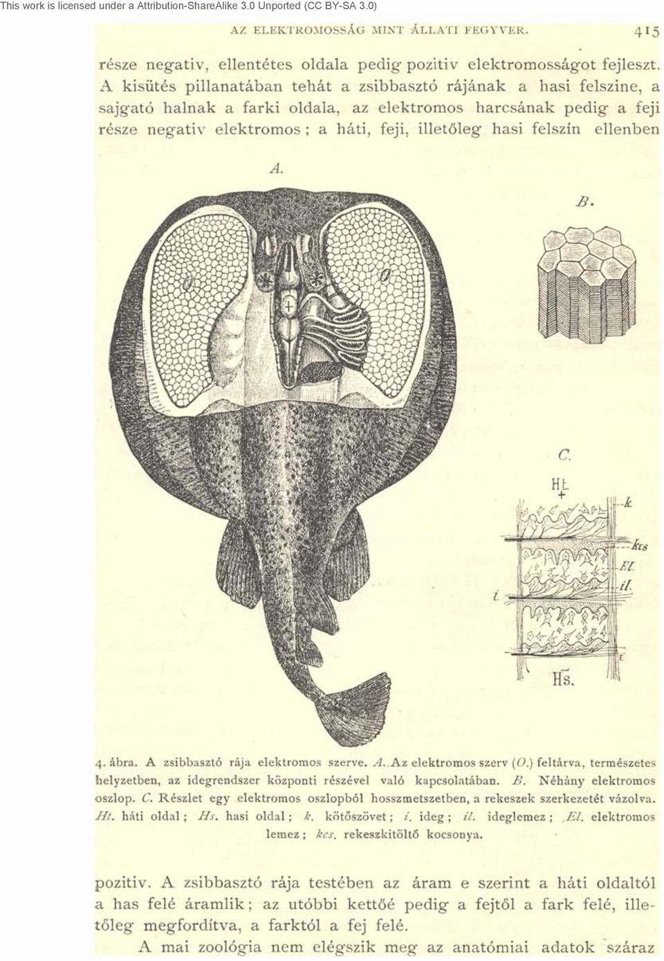 felszín ellenben 4. ábra. A zsibbasztó rája elektromos szerve. A. Az, elektromos szerv (O.) feltárva, természetes helyzetben, az idegrendszer központi részével való kapcsolatában. B.