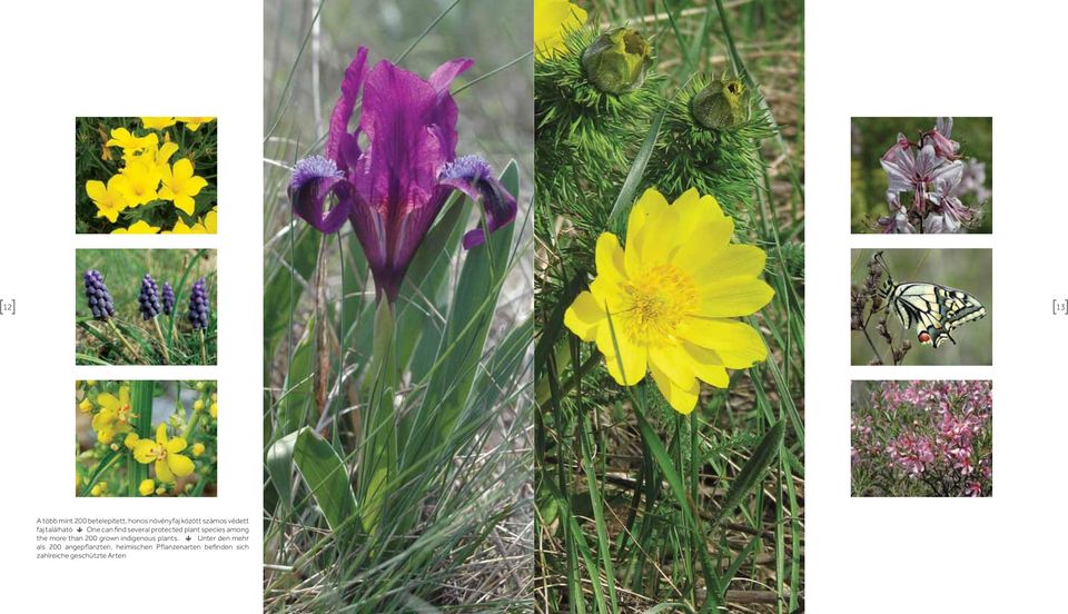 the more than 200 grown indigenous plants.