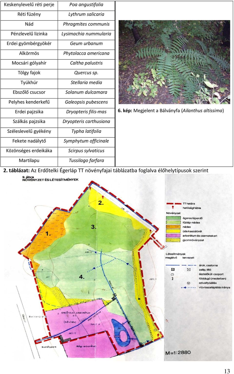 Tyúkhúr Stellaria media Ebszőlő csucsor Solanum dulcamara Pelyhes kenderkefű Galeopsis pubescens Erdei pajzsika Dryopteris filis-mas 6.