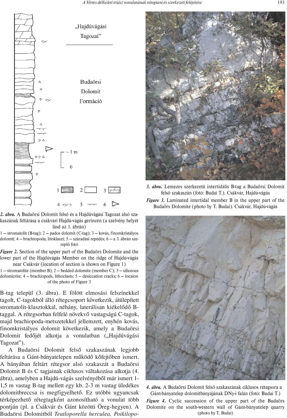 ábrán) 1 stromatolit (B-tag); 2 pados dolomit (C-tag); 3 kovás, finomkristályos dolomit; 4 brachiopoda, litoklaszt; 5 száradási repedés; 6 a 3. ábrán szereplő fotó Figure 2.