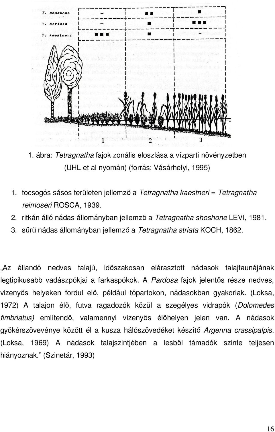 sűrű nádas állományban jellemző a Tetragnatha striata KOCH, 1862. Az állandó nedves talajú, időszakosan elárasztott nádasok talajfaunájának legtipikusabb vadászpókjai a farkaspókok.