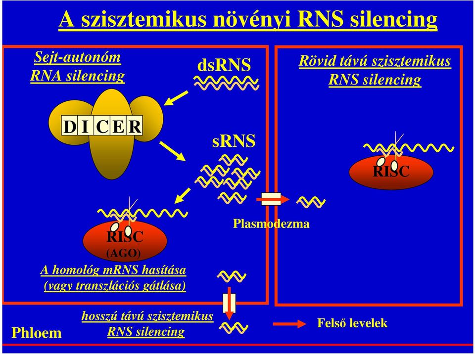 RISC (AGO) A homológ mrns hasítása (vagy transzlációs gátlása)