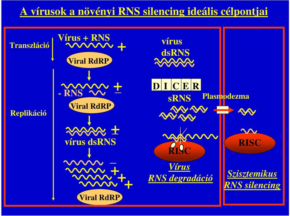 RNS Viral RdRP vírus dsrns + + _ Viral RdRP + ++ D I C E R