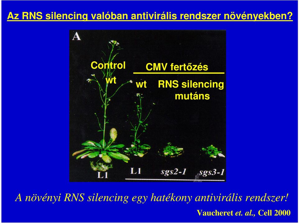 Control wt wt CMV fertőzés RNS silencing mutáns