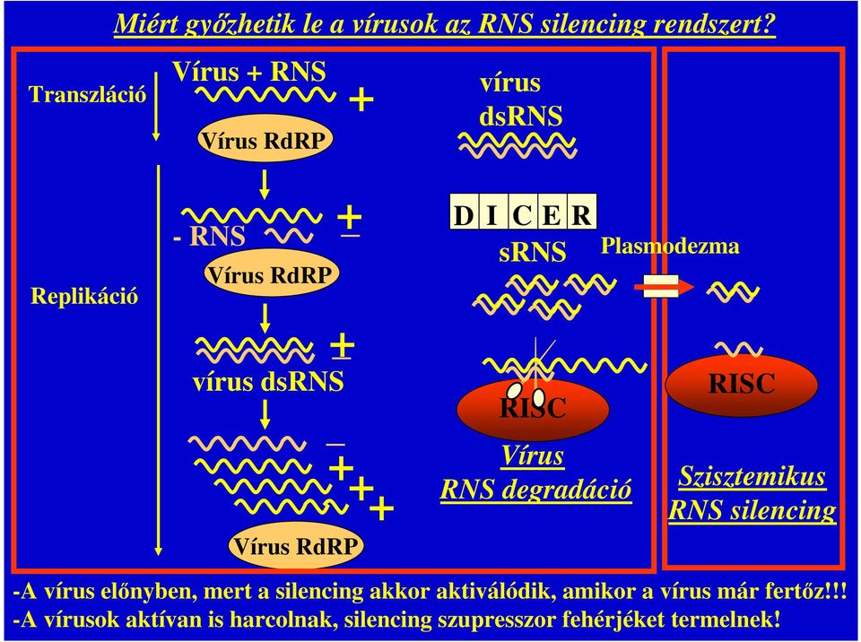 C E R srns RISC Vírus RNS degradáció Plasmodezma RISC Szisztemikus RNS silencing -A vírus előnyben,