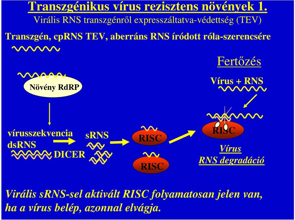 RNS íródott róla-szerencsére Fertőzés Növény RdRP Vírus + RNS vírusszekvencia srns