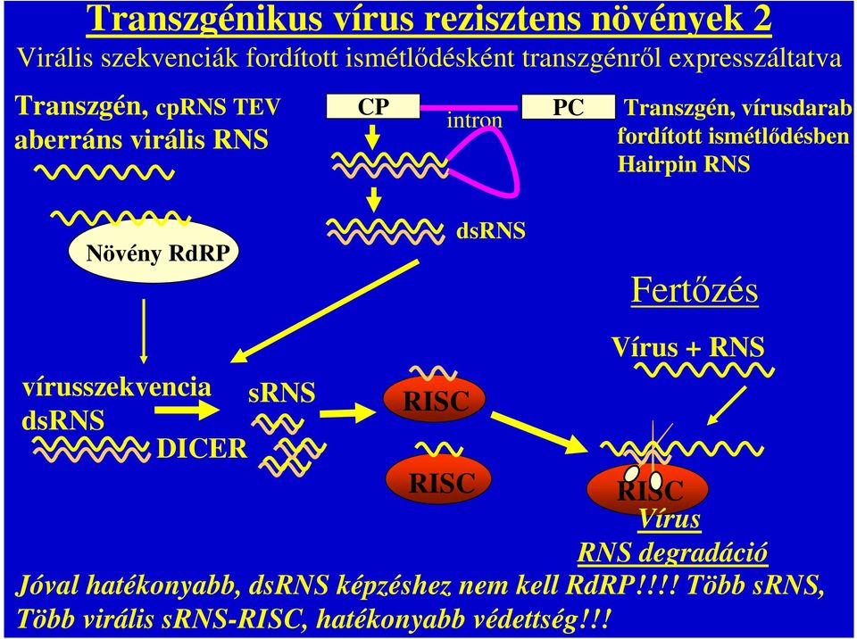 ismétlődésben Hairpin RNS Növény RdRP dsrns Fertőzés Vírus + RNS vírusszekvencia srns RISC dsrns DICER RISC RISC
