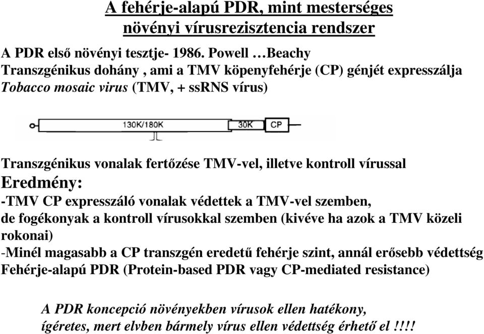 kontroll vírussal Eredmény: -TMV CP expresszáló vonalak védettek a TMV-vel szemben, de fogékonyak a kontroll vírusokkal szemben (kivéve ha azok a TMV közeli rokonai) -Minél