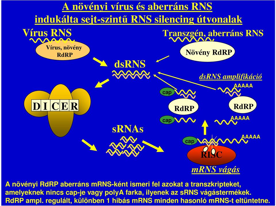 RISC mrns vágás A növényi RdRP aberráns mrns-ként ismeri fel azokat a transzkripteket, amelyeknek nincs cap-je