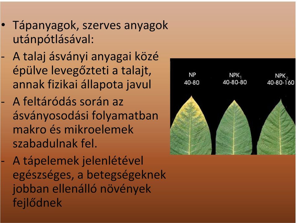 az ásványosodási folyamatban makro és mikroelemek szabadulnak fel.