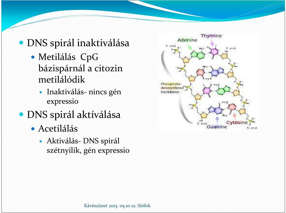 nincs gén expressio DNS spirál aktíválása