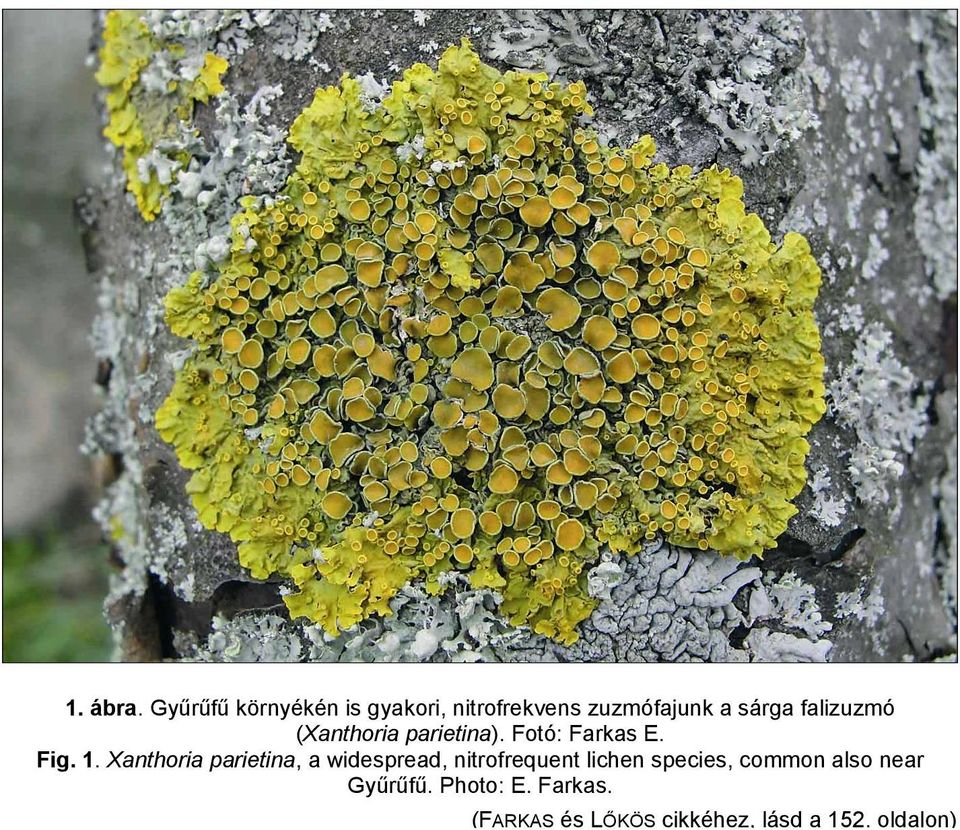 falizuzmó (Xanthoria parietina). Fotó: Farkas E. Fig. 1.