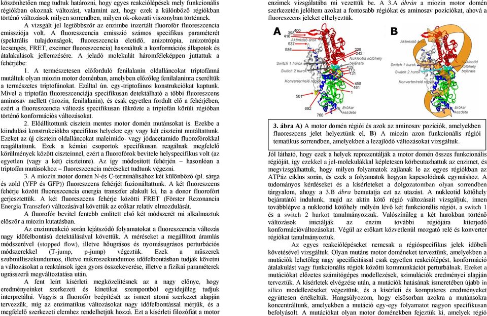 A fluoreszcencia emisszió számos specifikus paraméterét (spektrális tulajdonságok, fluoreszcencia életidő, anizotrópia, anizotrópia lecsengés, FRET, excimer fluoreszcencia) használtuk a konformációs