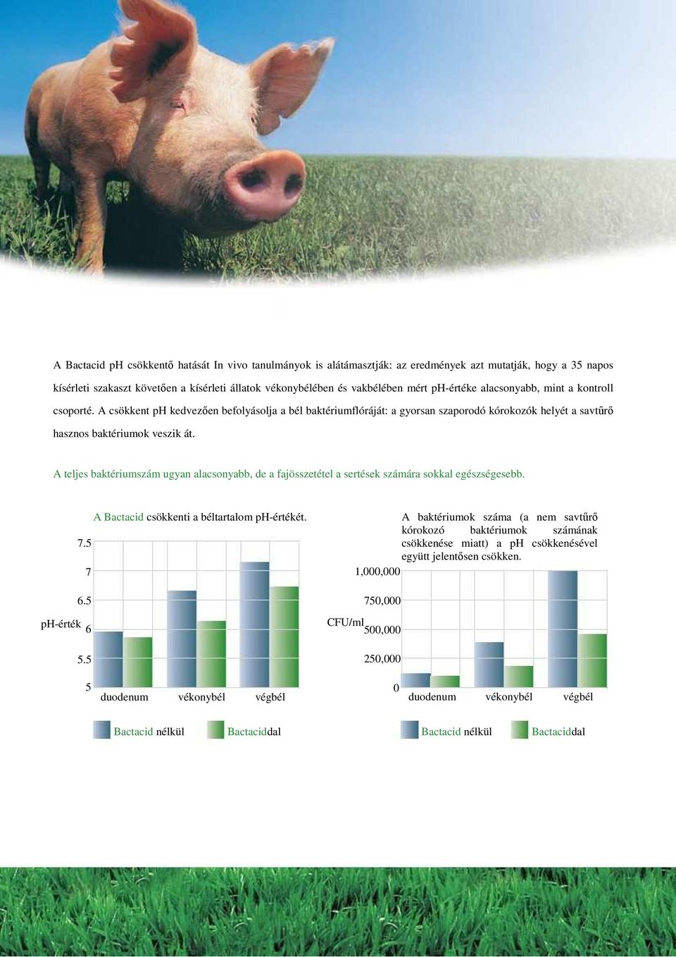 A teljes baktériumszám ugyan alacsonyabb, de a fajösszetétel a sertések számára sokkal egészségesebb. A Bactacid csökkenti a béltartalom ph-értékét. 7.5 7 6.5 ph-érték 6 5.