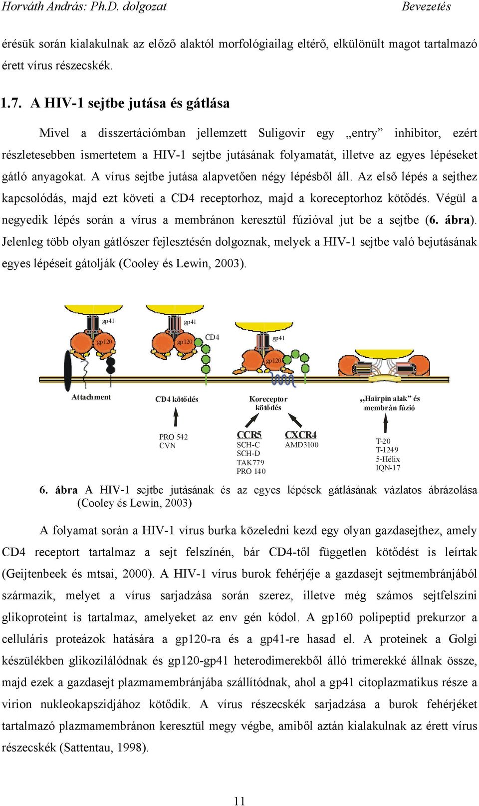 gátló anyagokat. A vírus sejtbe jutása alapvet en négy lépésb l áll. Az els lépés a sejthez kapcsolódás, majd ezt követi a CD4 receptorhoz, majd a koreceptorhoz köt dés.