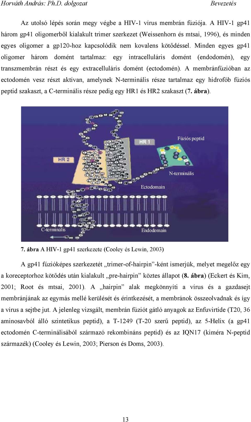 Minden egyes gp41 oligomer három domént tartalmaz: egy intracelluláris domént (endodomén), egy transzmembrán részt és egy extracelluláris domént (ectodomén).