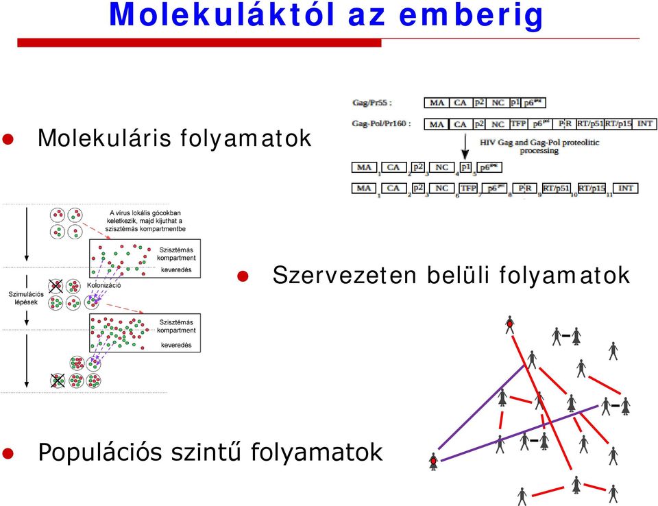 Szervezeten belüli