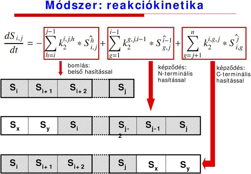 N-terminális hasítással képződés: C-terminális