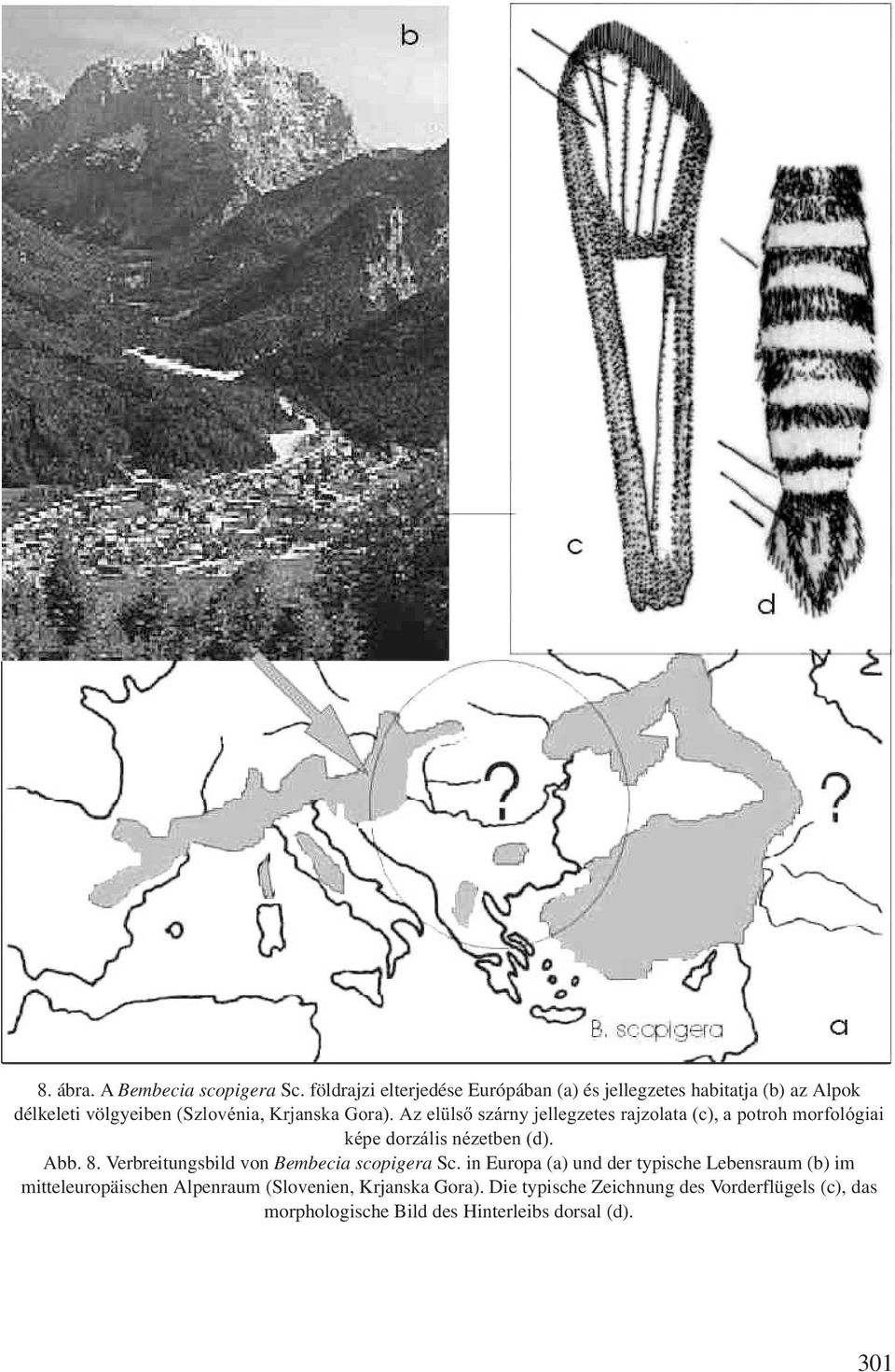 Az elülső szárny jellegzetes rajzolata (c), a potroh morfológiai képe dorzális nézetben (d). Abb. 8.