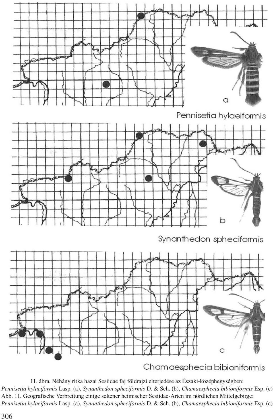 Lasp. (a), Synanthedon spheciformis D. & Sch. (b), Chamaesphecia bibioniformis Esp. (c) Abb. 11.