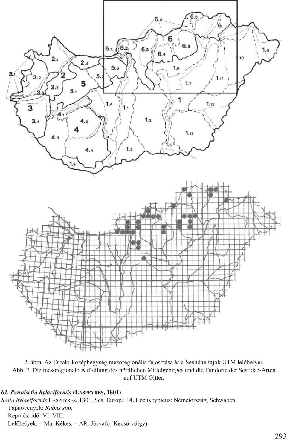 01. Pennisetia hylaeiformis (LASPEYRES, 1801) Sesia hylaeiformis LASPEYRES, 1801, Ses. Europ.: 14.